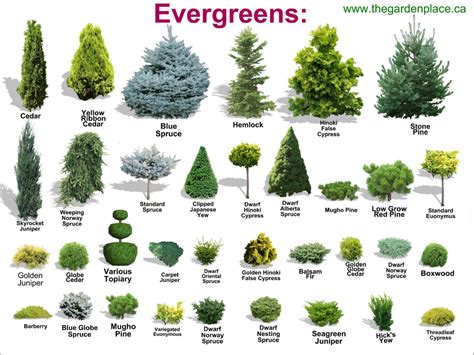 Evergreen shrubs for shade that look good all year – Artofit
