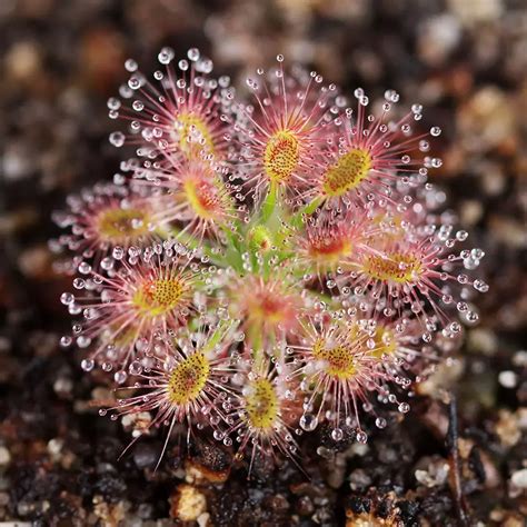 Sundews drosera carnivorous plants – Artofit