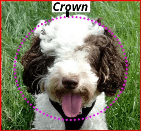 Image result for Clipping a Cockapoo