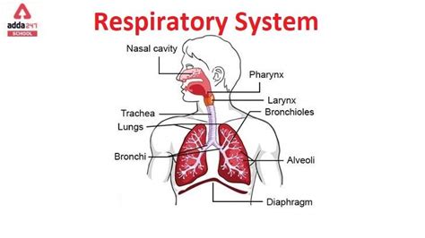 Parts of Respiratory System Diagram, Function, Organs and Diseases