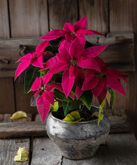Can poinsettias live outside in the winter? Experts advise | Homes and ...