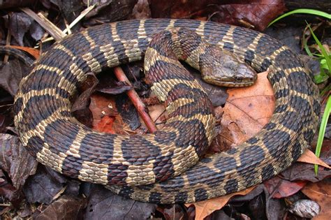 Common Snakes In North Carolina