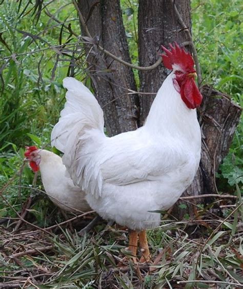 Image result for Gallinas Tutorial