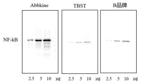 SuperKine Enhanced Antibody Dilution Buffer