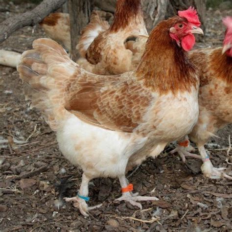 French Wheaten Marans - Not Sexed | Chickens backyard, Chicken breeds ...
