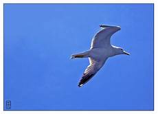 il gabbiano jonathan livingston gabbiano il gabbiano jonathan livingston gabbiano