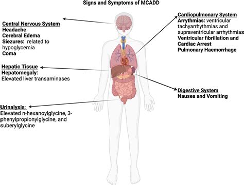 Medium‐chain Acyl‐COA dehydrogenase deficiency: Pathogenesis, diagnosis, and treatment - Mason ...