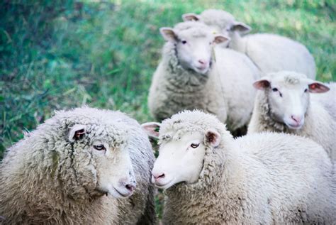 What is the gestation period for sheep – ProviCo Rural