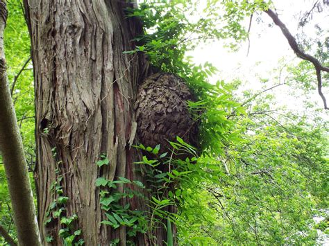 OLD TREE ITOHIBA - All You Need to Know BEFORE You Go 2026 (with Photos ...