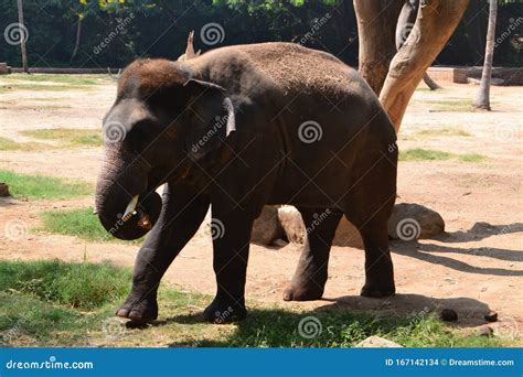 Indian Elephant Eating His Food in Zoological Gardens Stock Photo ...