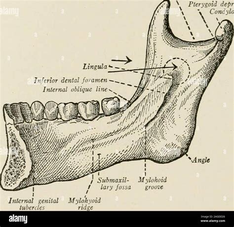 Mandibular Nerve Stock Photos & Mandibular Nerve Stock Images - Alamy