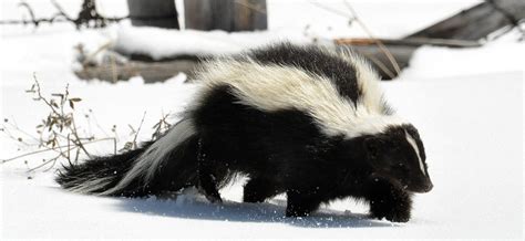 Hennepin County Wildlife Control: Do Skunks Hibernate?