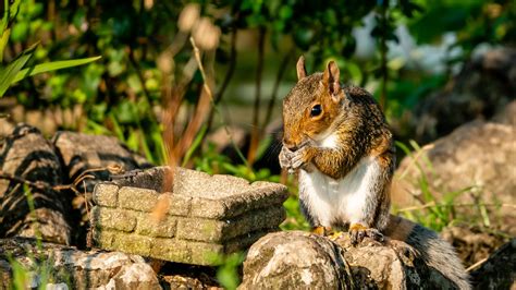 Download wallpaper 1920x1080 squirrel, rodent, animal, stones full hd ...