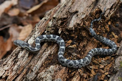 Maryland Biodiversity Project - Eastern Ratsnake (Pantherophis alleghaniensis)