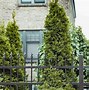 Image result for Fast Growing Evergreen Trees
