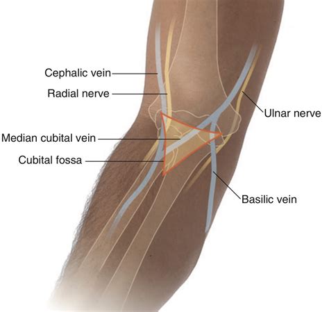The superficial veins of the upper limb