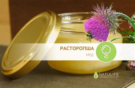 Расторопша – полезные свойства, инструкция и противопоказания