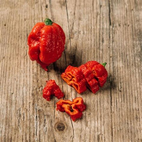 Chilli Pepper 'Carolina Reaper' (Capsicum chinense)