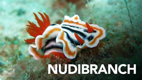 Top 10 Cutest Deep Sea Creatures – sharksinfo.com