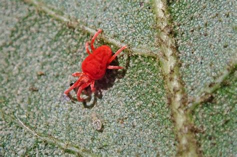 Red velvet mite | earthstar