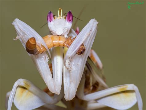 Hymenopus coronatus (Orchid Mantis) for sale