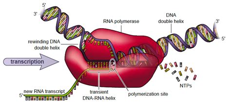 RNA Transcript Graph 的图像结果
