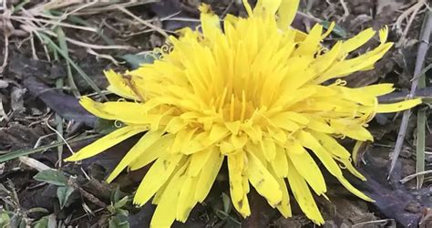 Peruvian Textiles 的图像结果