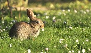Image result for Shoot Rabbit in Garden