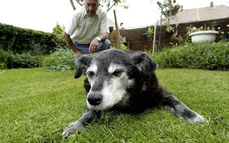 世界最老狗贝拉去世 29岁未获认可抱憾吉尼斯(图)-搜狐新闻