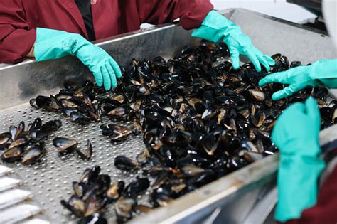 Washing Mussels 的图像结果