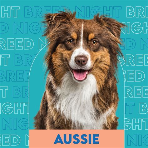 Australian Shepherd Breed Night, Unleashed Hounds and Hops, Minneapolis ...
