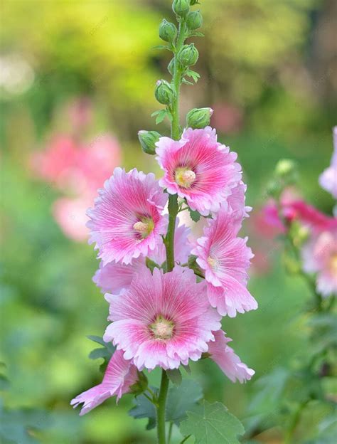Image result for Alien Face Flower