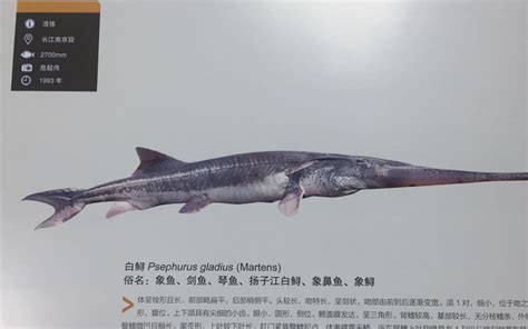 长江白鲟被宣布灭绝 曾是“中国淡水鱼之王”__凤凰网