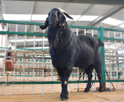 云南黑山羊 努比亚黑山羊价格 河南大白羊养殖利润-阿里巴巴