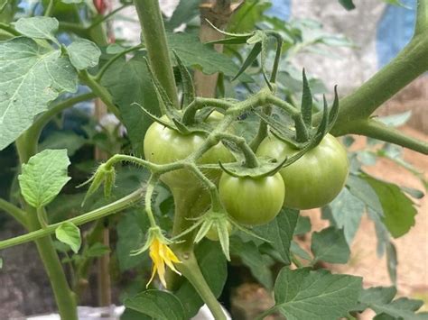 西红柿种植技术要点
