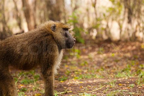 Image result for Baboon Side View