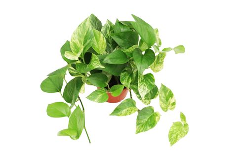 Amazon.com: California Tropicals Marble Queen Devil's Ivy - 6'' from ...
