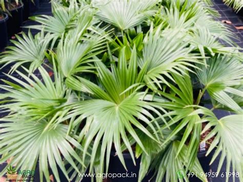 Chinese Fan Palm Plant For Sale In India | Online plant nursery