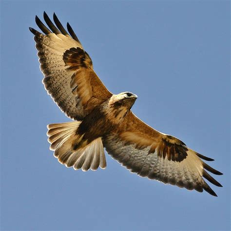 11 Amazing Hawks With White Heads (With Pictures)