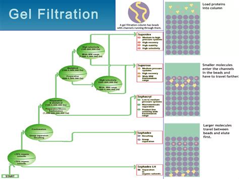 Image result for Basic Principles of Protein Purification