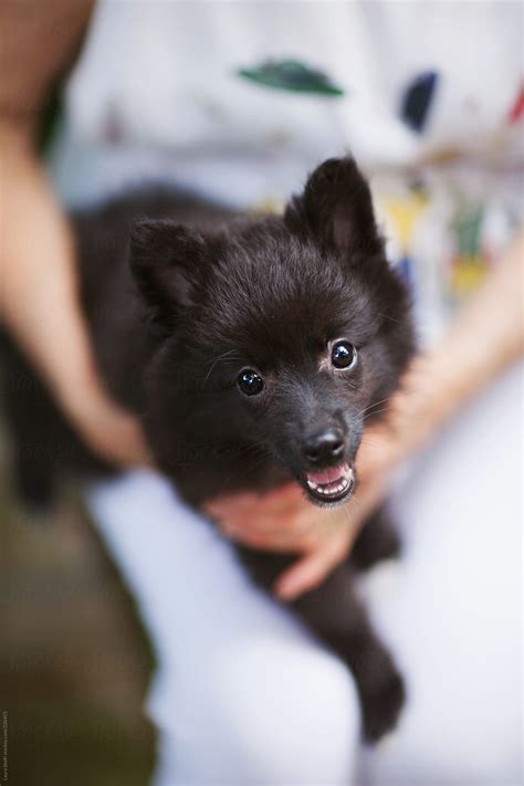 Black Pomeranian Puppy
