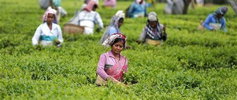 Over 8 lakh tea workers of Assam to reap benefits of central insurance ...