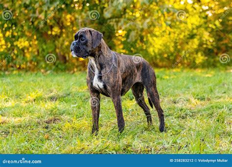 A Large Dog of the German Boxer Breed Stands in the Park on the Grass ...