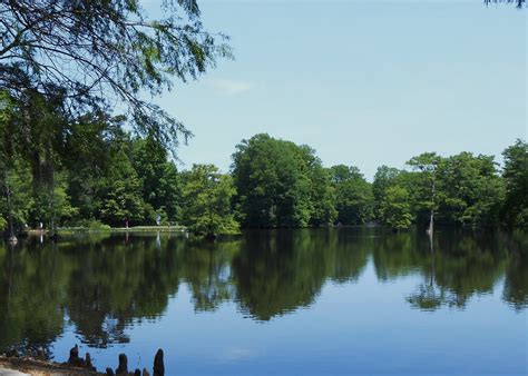 Swan Lake/Iris gardens, Sumter SC | Swan lake, Sumter, Lake