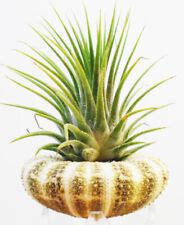 Buy Air Plant Seashell Gift Set - Live Tillandsia in a Gator Sea Urchin ...