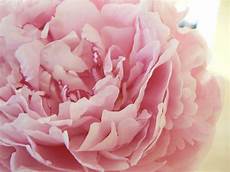 Peony Wallpaper by Peony Wallpapers Wallpaper Cave Peony Wallpaper