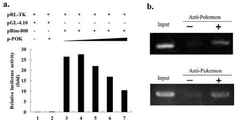 Pokemon Silencing Leads to Bim-Mediated Anoikis of Human Hepatoma Cell ...