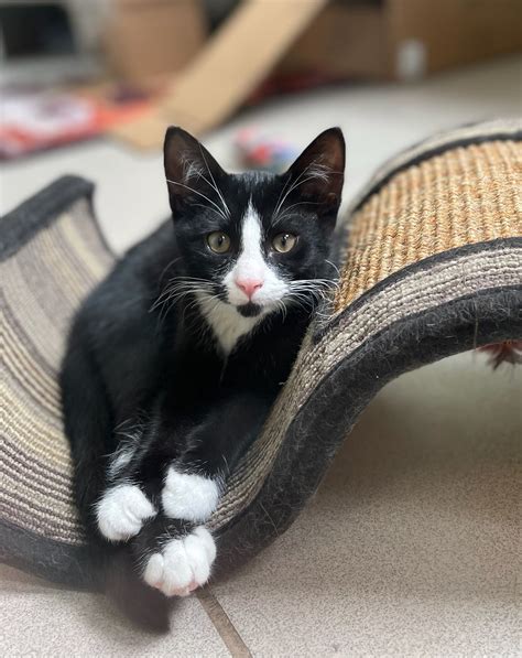 Adoptables - Ann Arbor Cat Clinic