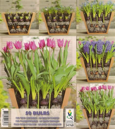 Lasagne bulb planting for 2 months of flowers in one big  