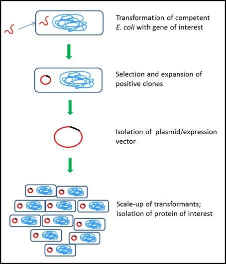 Protein Expression Methods 的图像结果